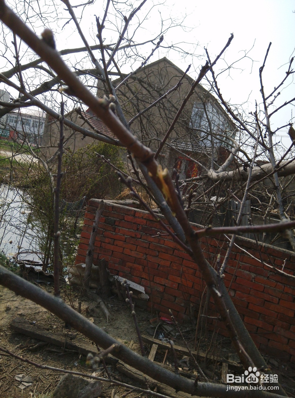 正确嫁接桃树的方法