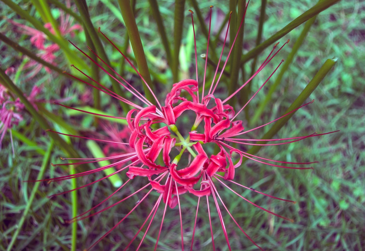 彼岸花有哪些种类
