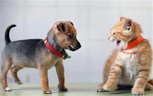 狗猫鼠开头提到的是几种人
