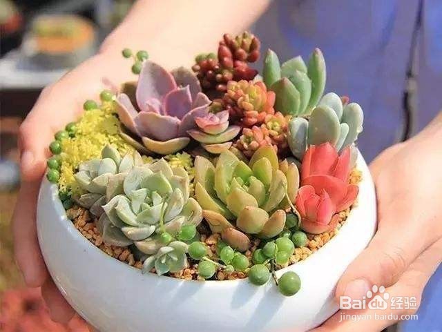 冬天多肉叶片扦插方法