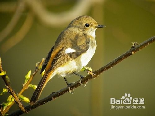 望远镜观鸟指南