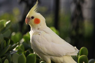 我家玄凤鹦鹉头往上仰尾巴上翘全身抽搐眼看要不行了 怎么办