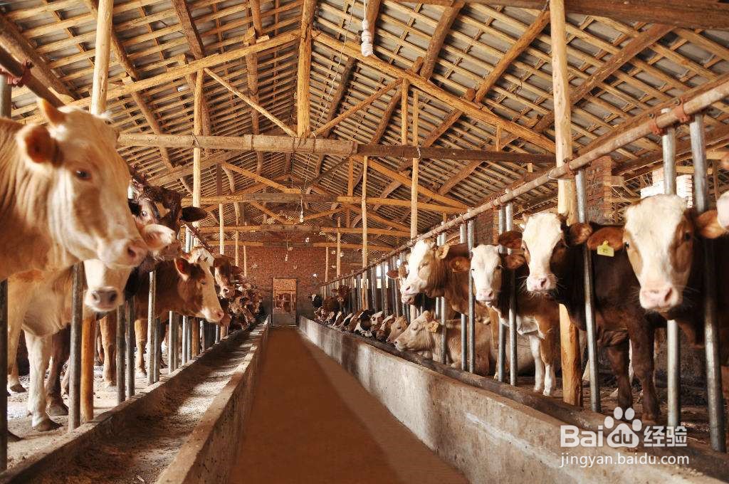 怎样养牛长得快