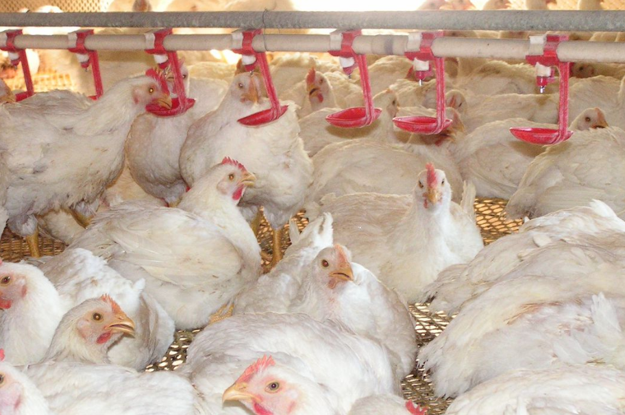 外卖的鸡肉都是什么肉