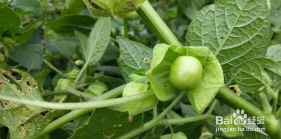 在农村的农田里有哪些最好吃的东西？