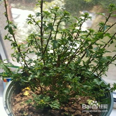 小木槿要怎样爆花多多