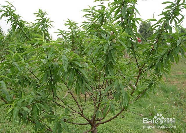 果树膨果增甜的水分管理和肥料管理