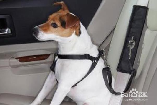 如何去除汽车内饰中的宠物尿渍