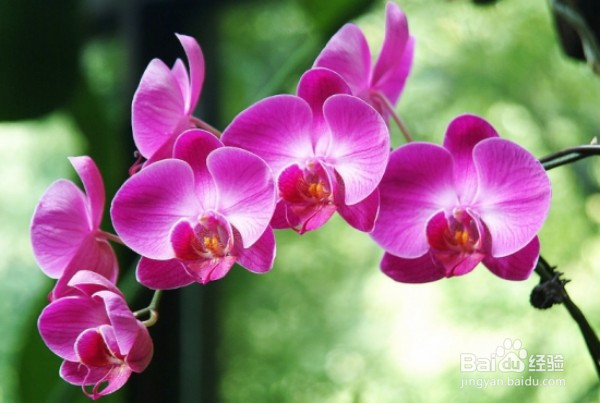 普吉岛旅游婚纱照，结婚花语，细说浪漫