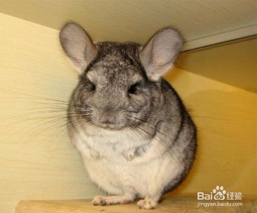 终于知道龙猫的正确抱法了，难怪之前.....