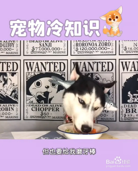 养哈士奇的注意事项