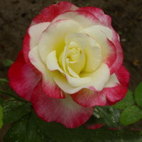 高楼火灾怎么办