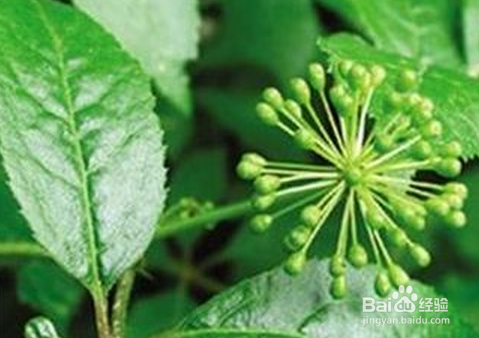 丁香茶真假的鉴别方法和技巧