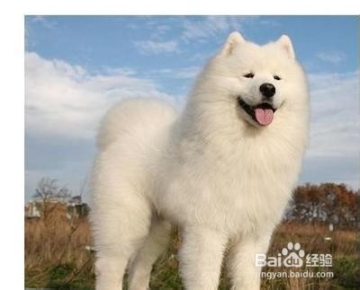 【养宠小百科】狗狗大便干燥怎么办