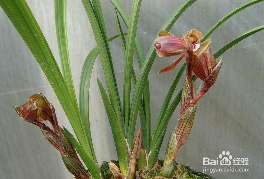 红花荷的养殖方法和注意事项