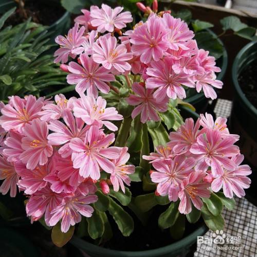 露薇花怎么养 百度经验