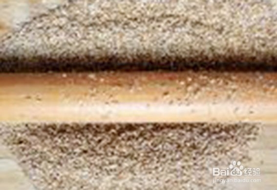 地主风味：鲁西南芝麻盐家庭做法