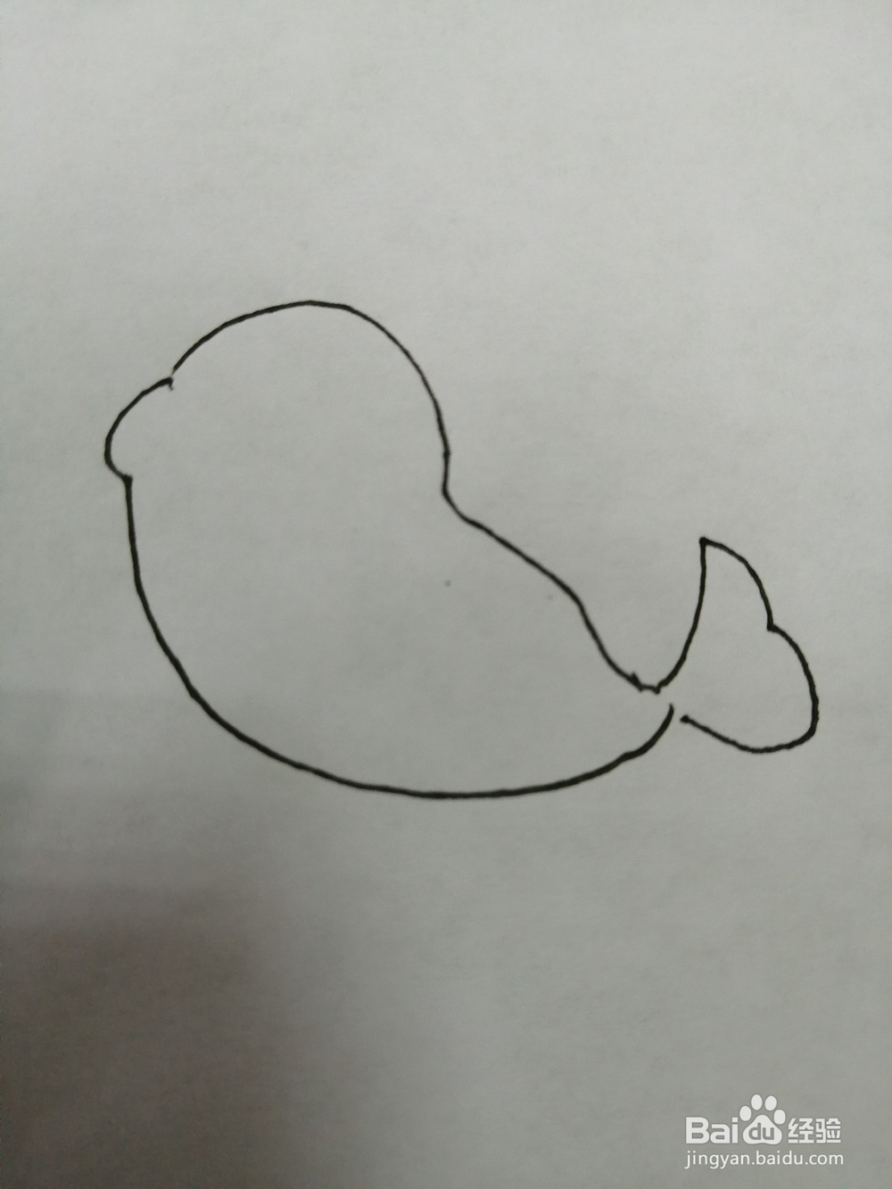 可爱的小海豹怎么画