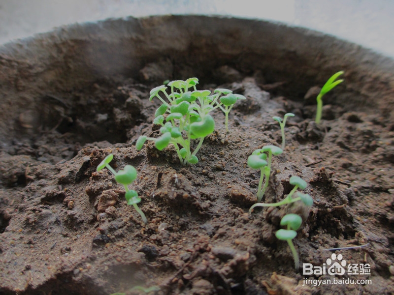 冬日窗台小菜园——柠檬香薄荷