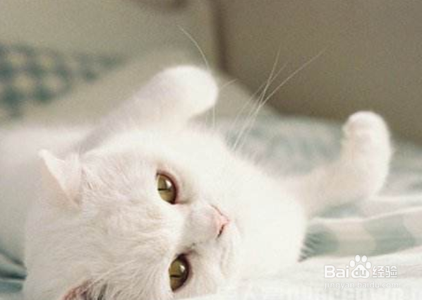 什么样的猫奶粉好？猫咪羊奶粉的好处