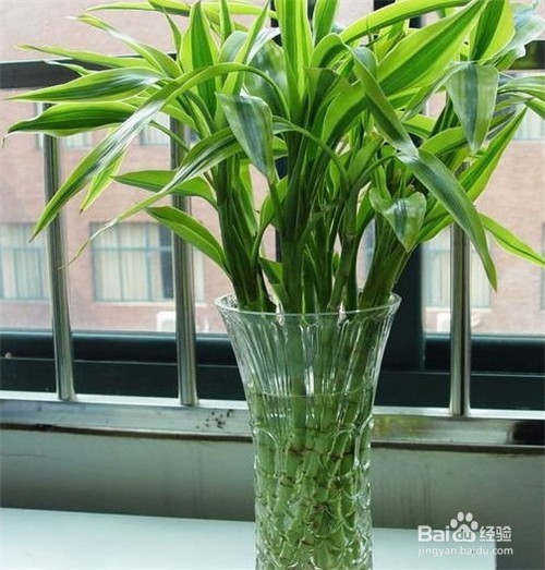 什么植物适合摆放在客厅?客厅植物选择技巧