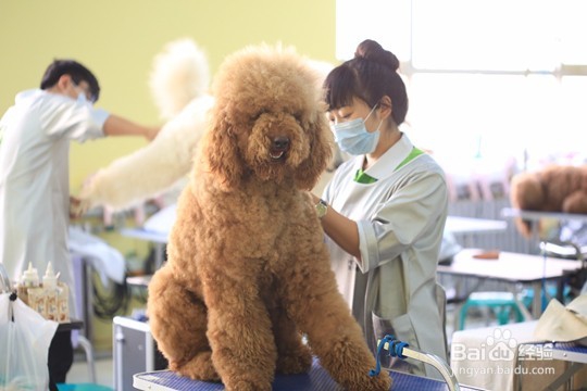 宠物美容造型师学校哪家好