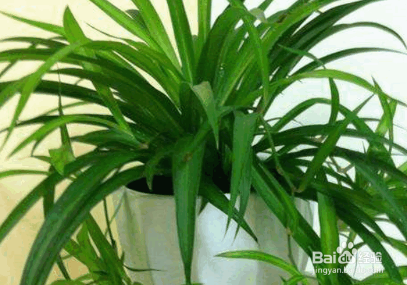 家庭养花治虫的方法