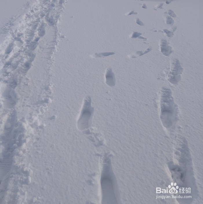 一条性价比爆棚的万元以下日本北海道观雪路线