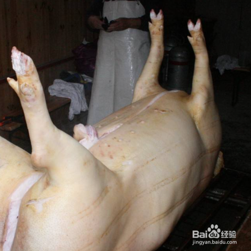 为什么不喝猪奶呢?