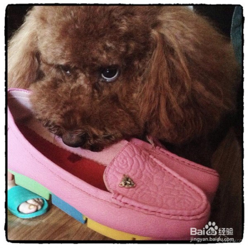 狗狗为什么喜欢叼鞋咬鞋 狗狗叼鞋咬鞋怎么办 百度经验