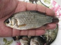 独流焖鱼的做法