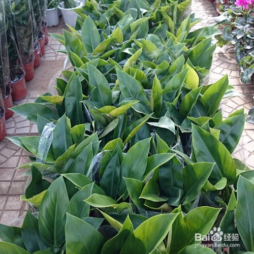 绿钻的培育方法和注意事项