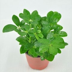 适合种植在室内的花草