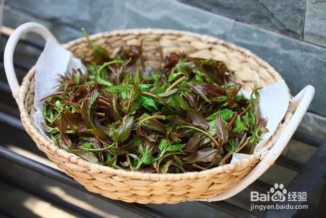 爱吃香椿的看这里,现在知道还不晚
