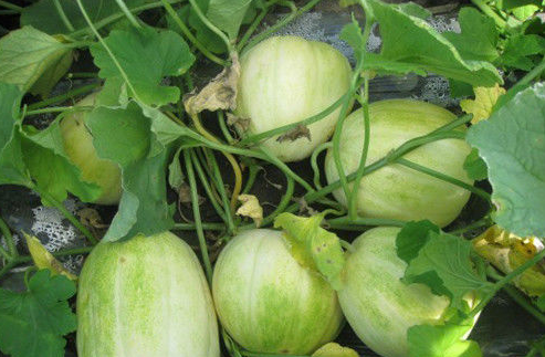 甜瓜种植时间，甜瓜什么时候种植