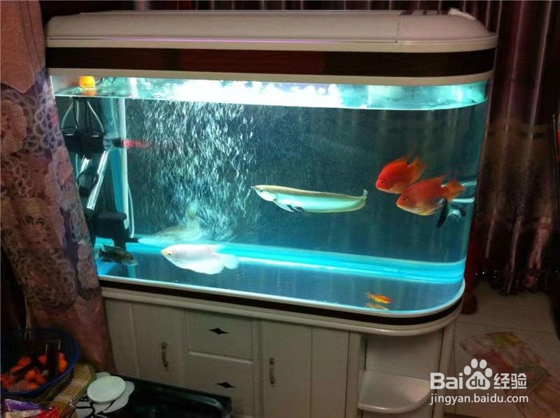 鱼往外蹦怎么回事