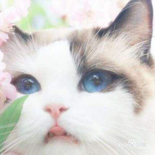 猫吐毛球是为什么?