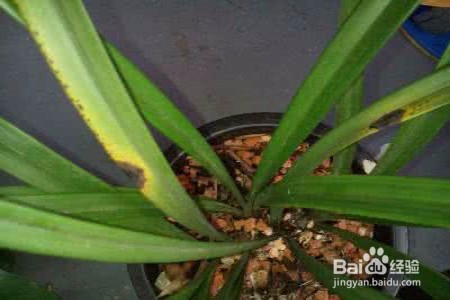 兰花叶子枯萎了怎么办