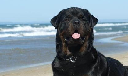 高加索和罗威纳哪个厉害