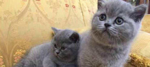 如何正确地挑选英短猫咪