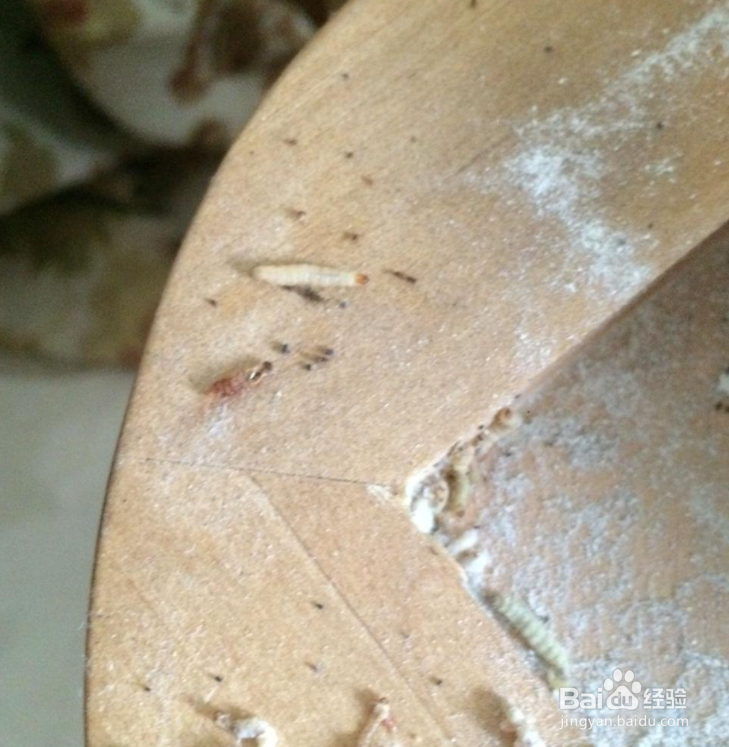 家具里面木虫怎么杀死