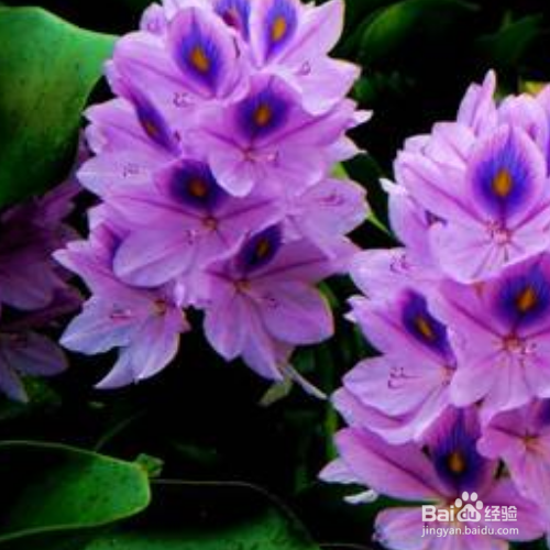 凤眼兰养殖的危害有哪些？