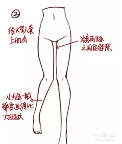 女性腿部怎么画？