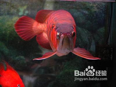 怎样去饲养龙鱼？