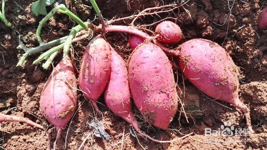 给孩子做什么饭好吃又营养