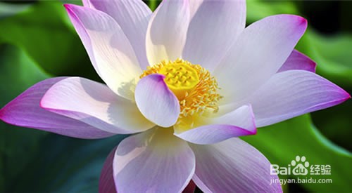 缸养荷花怎么施肥