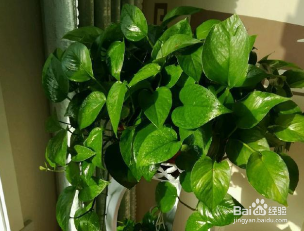 绿箩怎么养护长得才茂盛