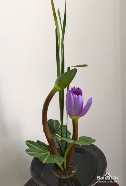 插花睡莲耷拉了怎么办