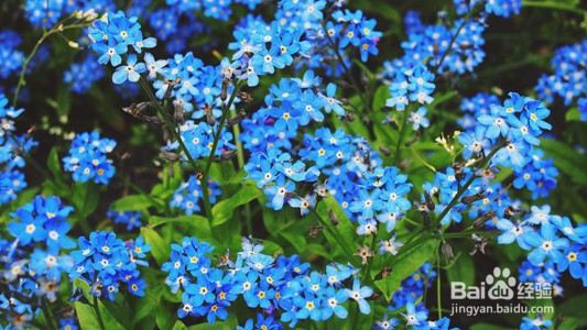 蓝花丹的养殖方法和注意事项