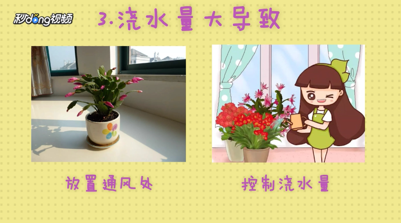 蟹爪兰叶子发软怎么办